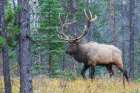 Bull elk walking through forest in the Canadian Rockies Art Print